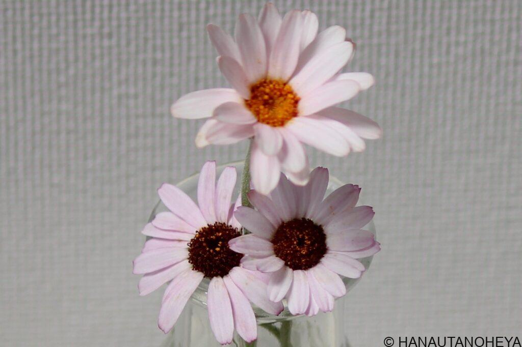 エルフピンク　リルピンク　アプリコットジャム　ローダンセマム　挿し木　挿し芽　違い