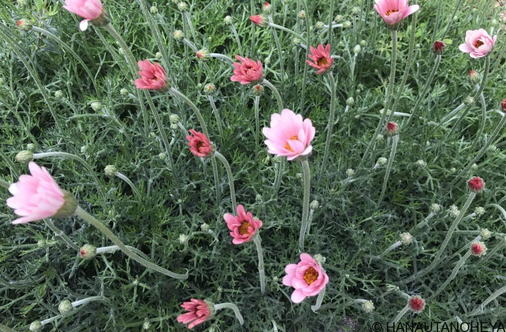 アプリコットジャム　ローダンセマム　挿し木