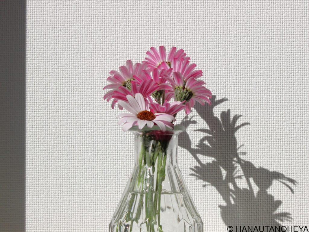 ローダンセマム　リルピンク