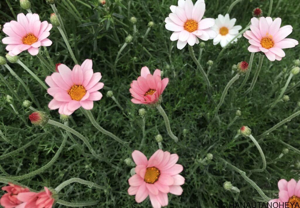 アプリコットジャム　ローダンセマム　挿し芽　挿し木