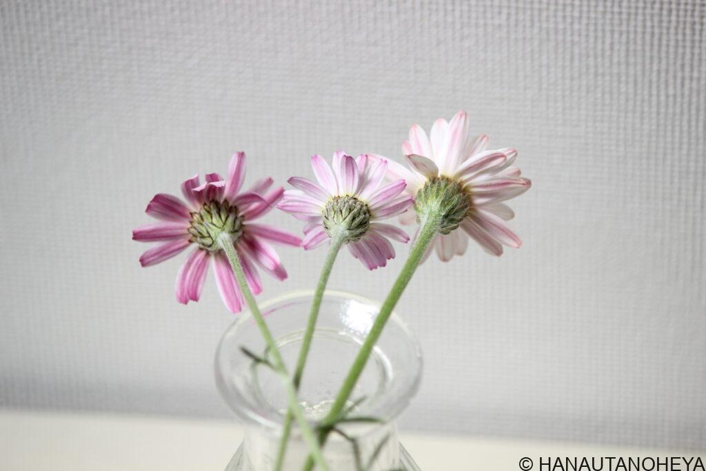 エルフピンク　リルピンク　アプリコットジャム　ローダンセマム　挿し木　挿し芽　違い