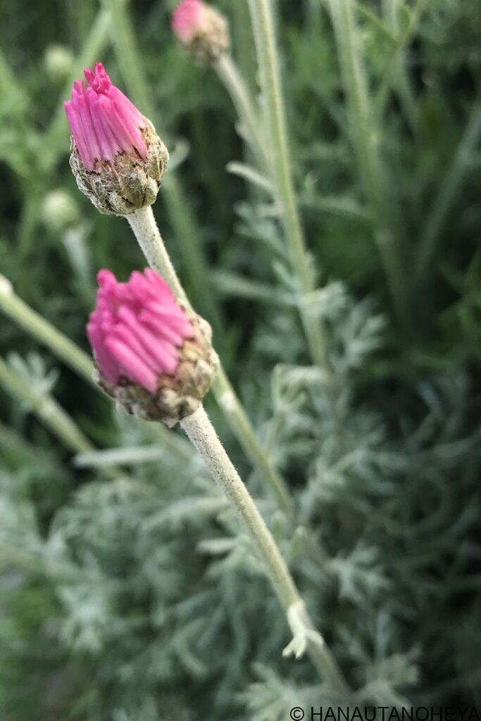 ローダンセマム　エルフピンク