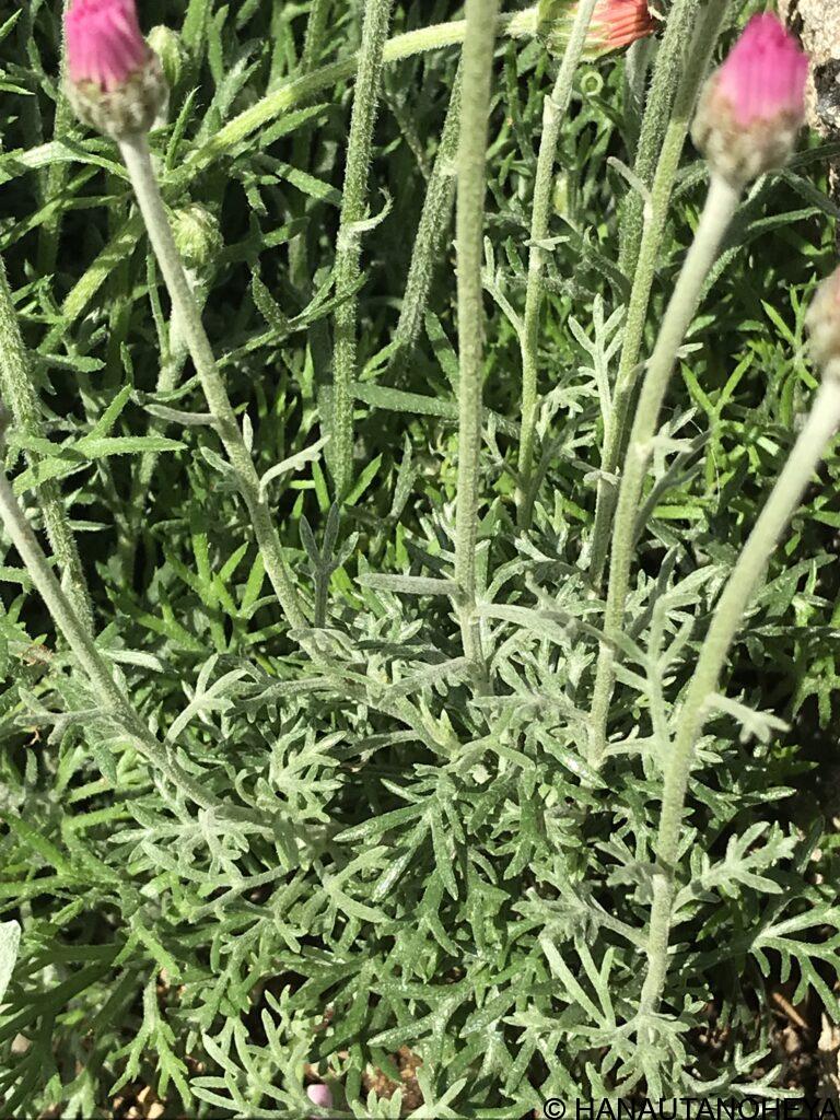 ローダンセマム　エルフピンク