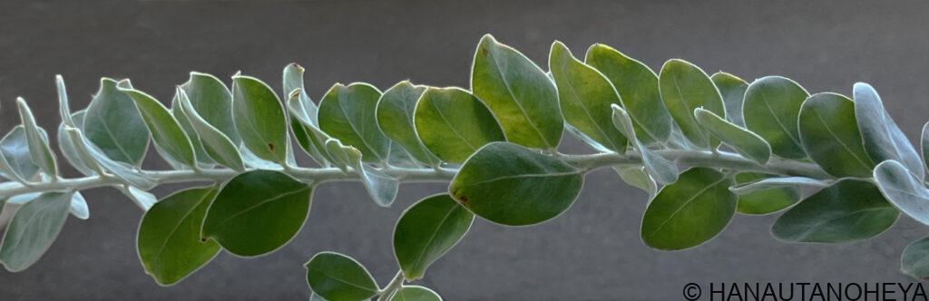 ポダリリーフォリア　パールアカシア　ミモザ　挿し芽　挿し木　増やし方