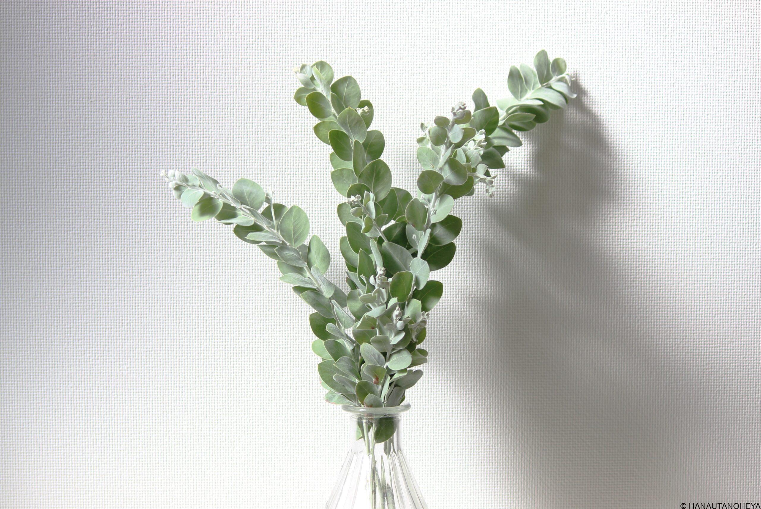 パールアカシア（ポダリリーフォリア、ミモザ）