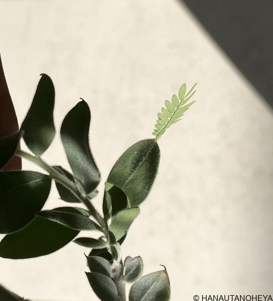 パールアカシア　ポダリリーフォリア　ギンヨウアカシア　ミモザ　オージープランツ