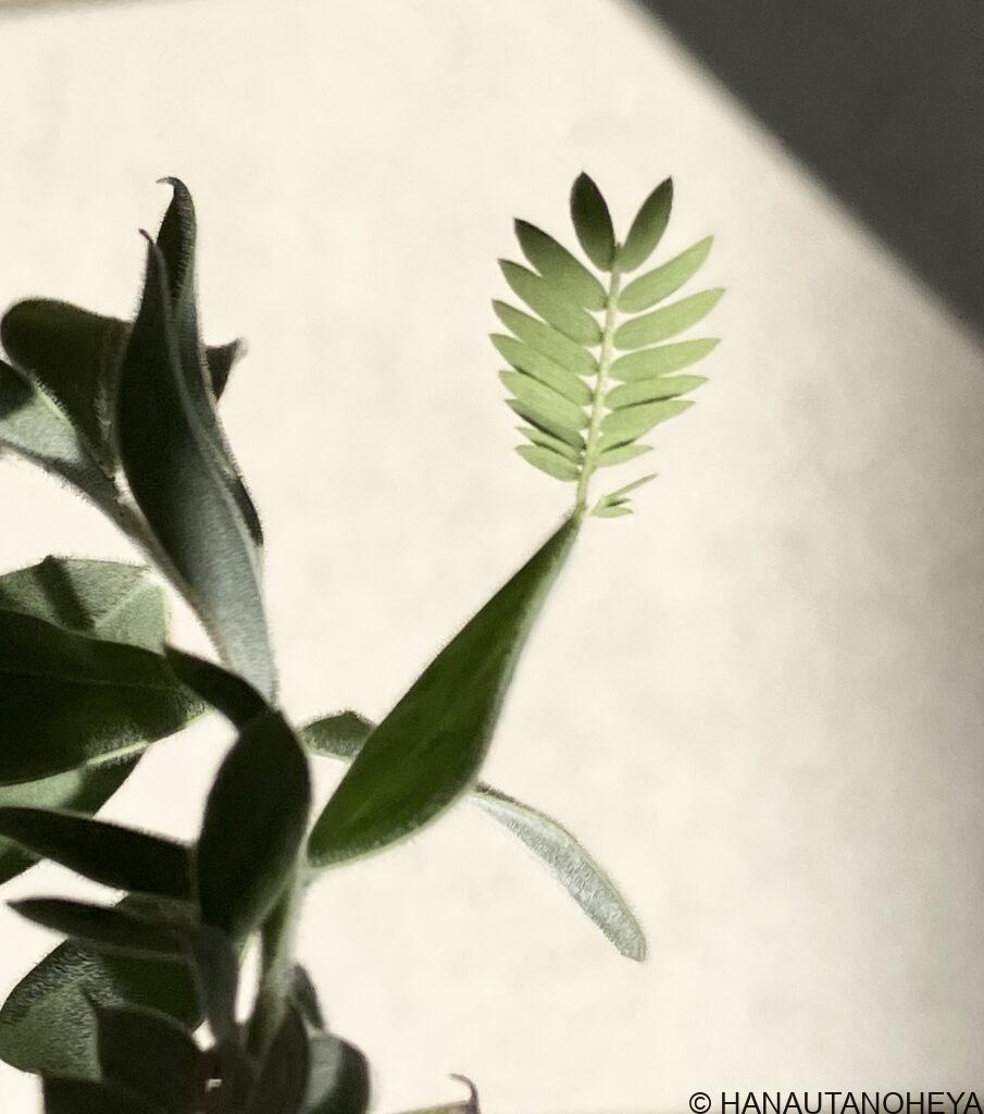 銀葉アカシア　パールアカシア　偽葉　ミモザ　ポダリリーフォリア