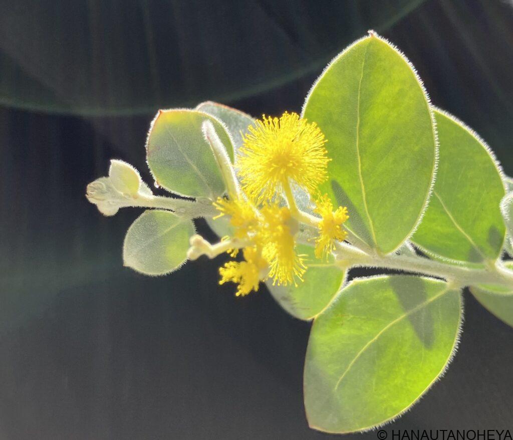ポダリリーフォリア　パールアカシア　ミモザ　花