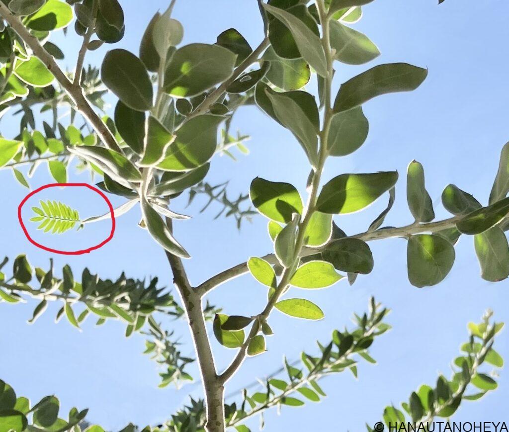 ポダリリーフォリア　パールアカシア　ミモザ