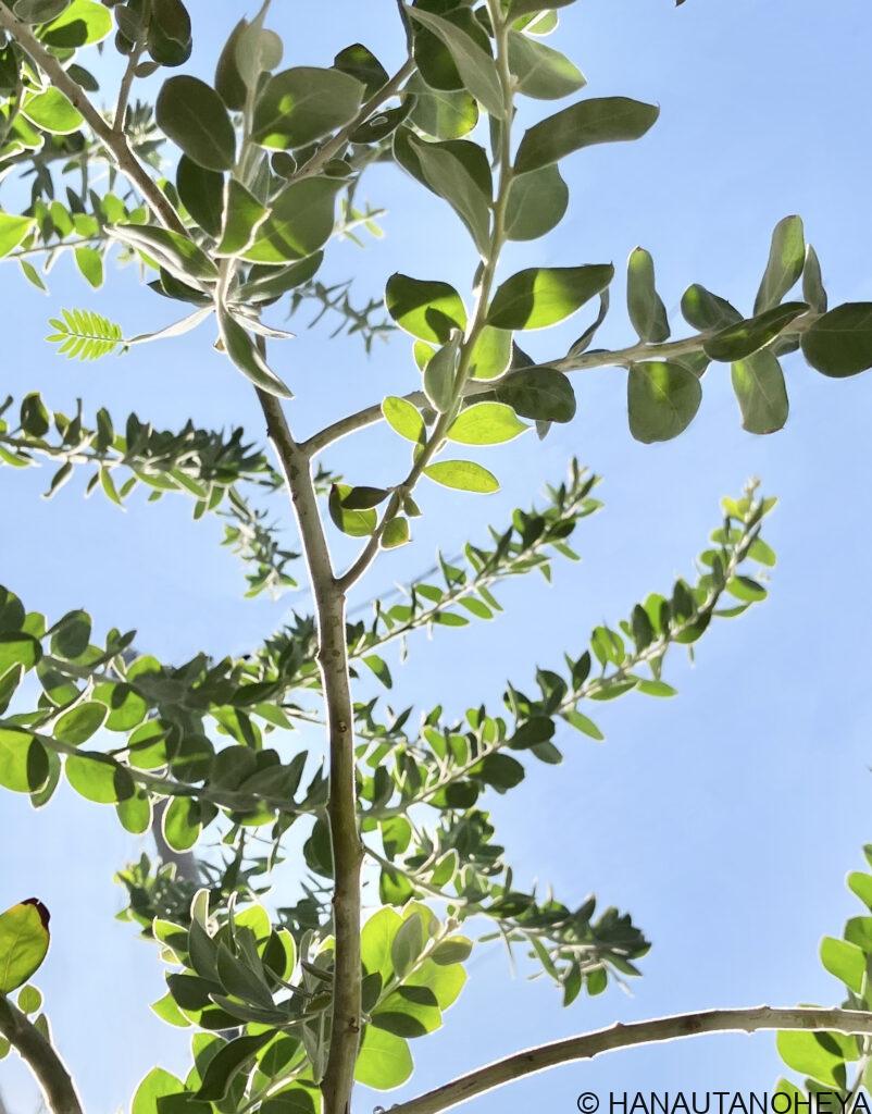 Pearl acasia　Acacia podalyriifolia　パールアカシア　ポダリリーフォリア