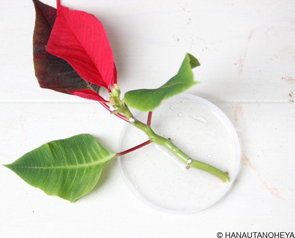 ポインセチア　挿し木　挿し芽　方法　増やし方　クリスマス