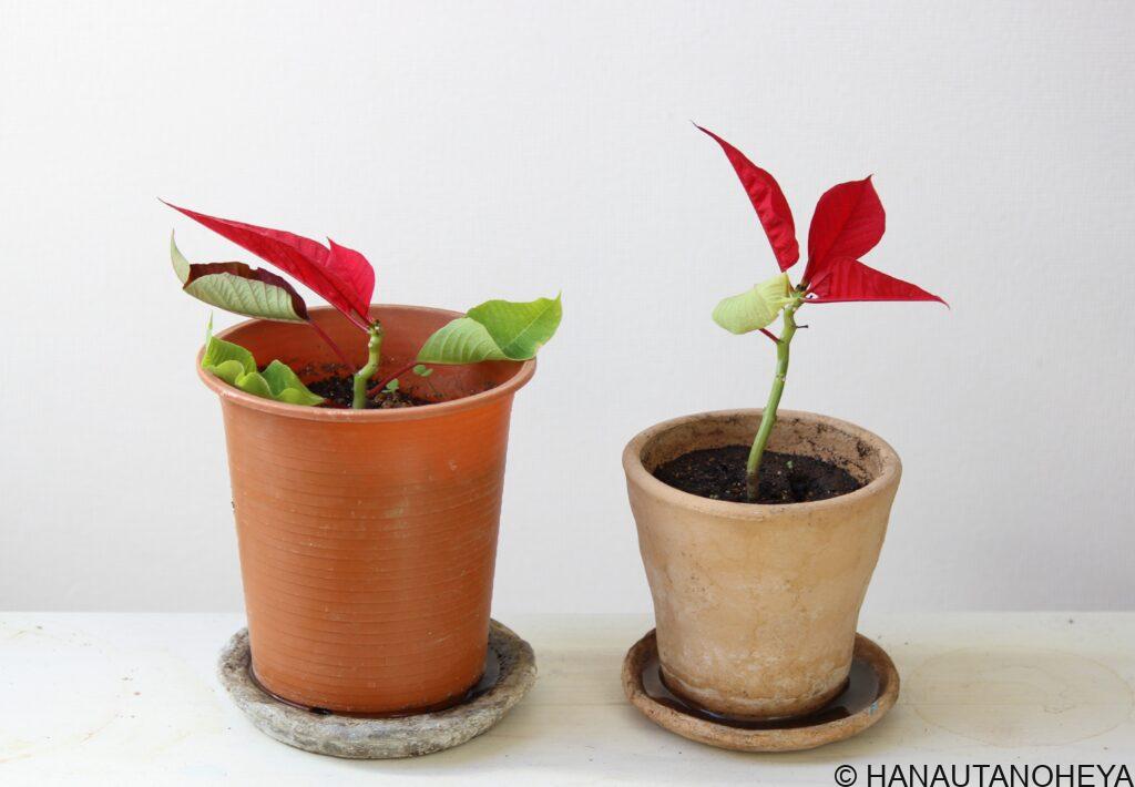 ポインセチア　挿し木　挿し芽　方法　増やし方　クリスマス