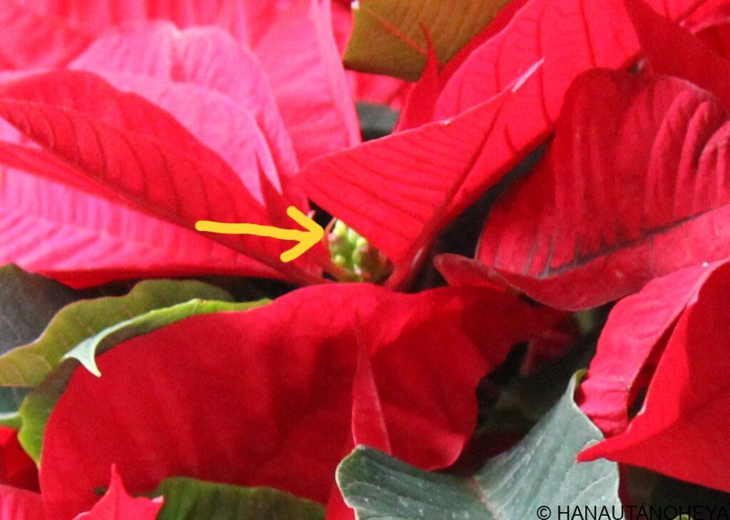 ポインセチア　挿し木　挿し芽　方法　増やし方　クリスマス