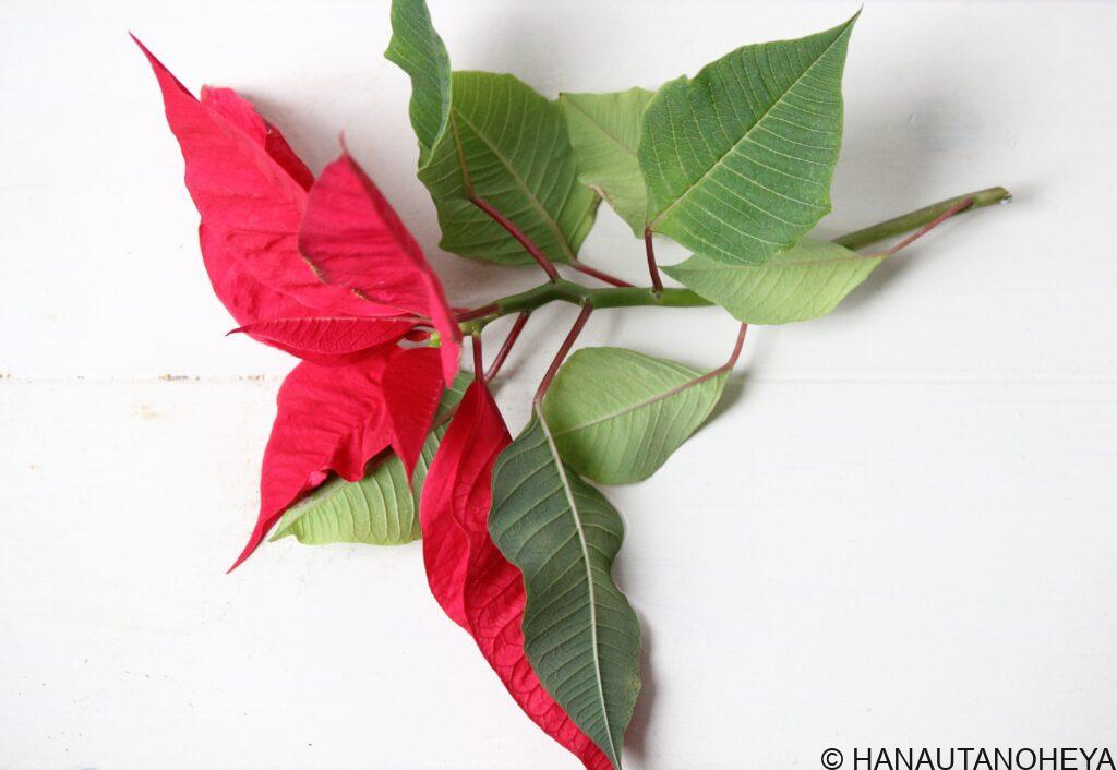 ポインセチア　挿し木　挿し芽　方法　増やし方　クリスマス
