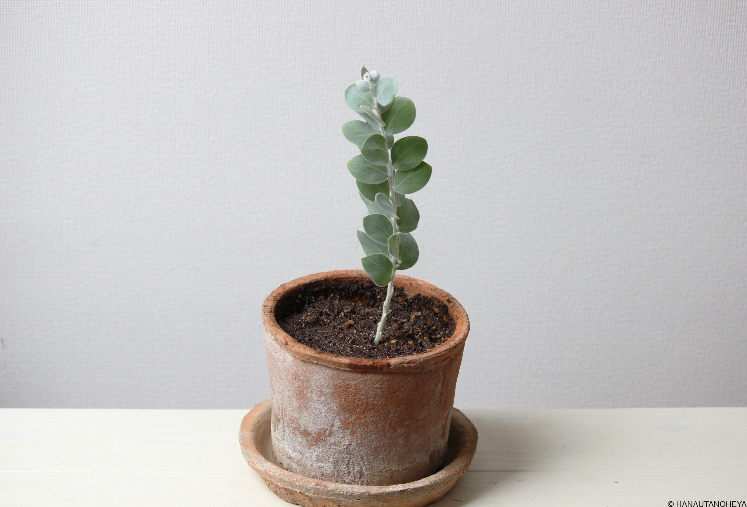 パールアカシア(ポダリリーフォリア、ミモザ) 挿し芽、挿し木での増やし方