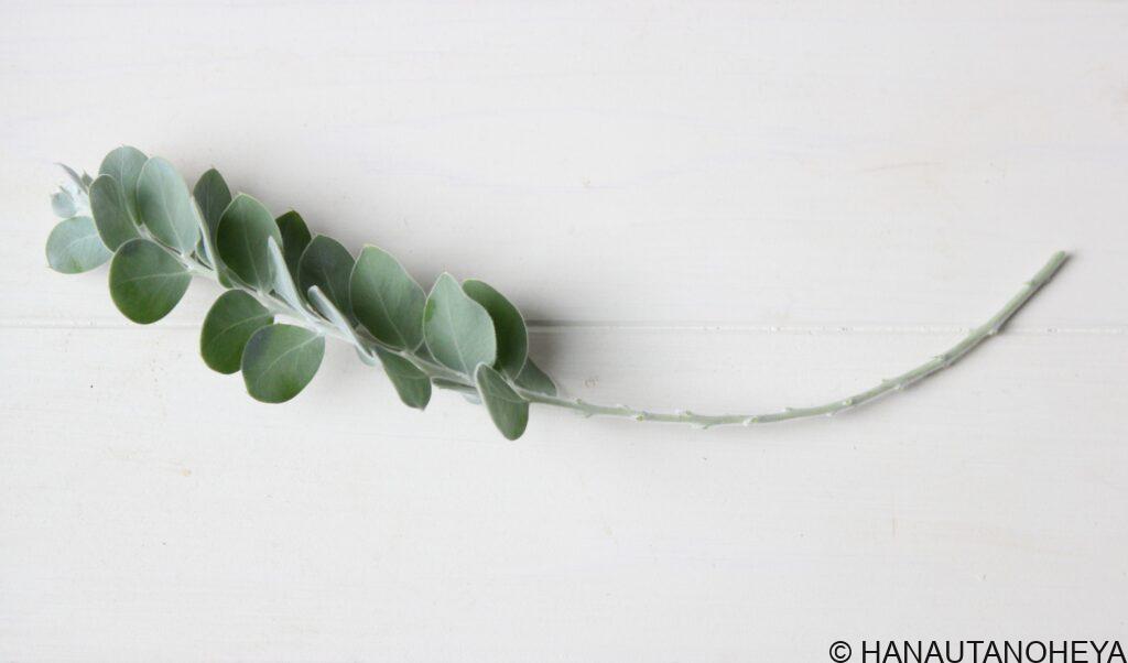 ポダリリーフォリア パールアカシア ミモザ 挿し芽 挿し木 増やし方