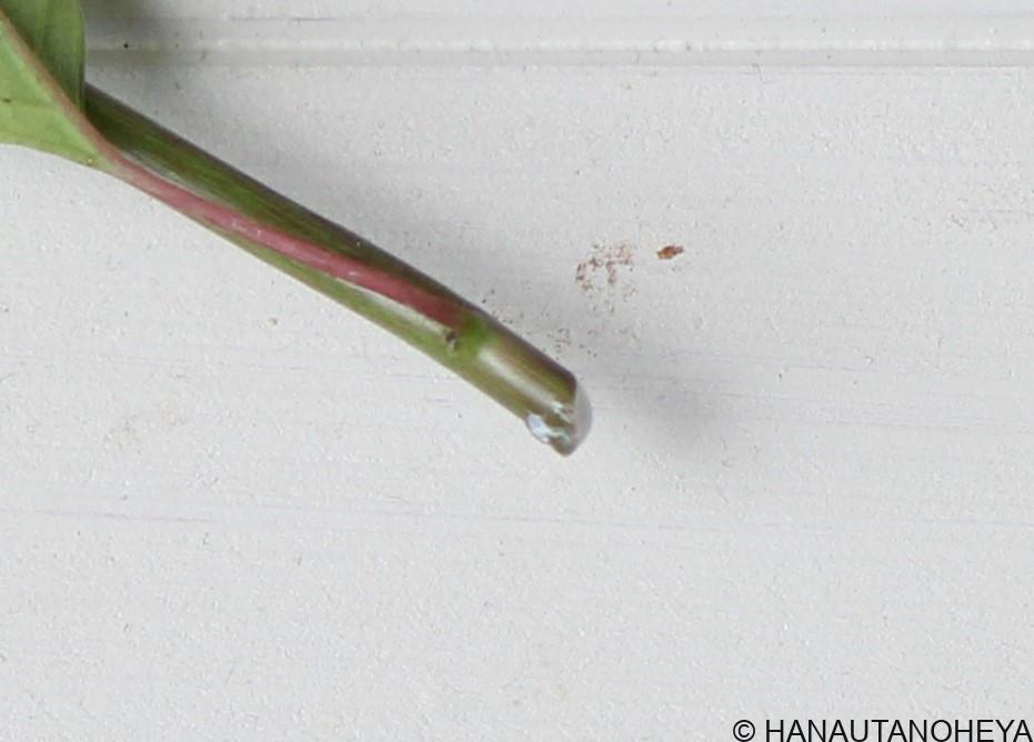 ポインセチア　挿し木　挿し芽　方法　増やし方　クリスマス